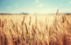 Close up of wheat in a field